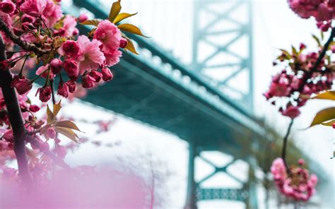 Download Wallpaper 3840x2400 Sakura Flowers Pink Bridge
