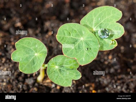 Seedlings Of Nasturtium Tropaeolum With Water Drops On The Leaves