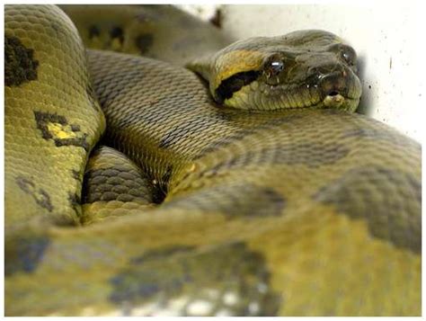 Infostumble Green Anaconda Information And Facts