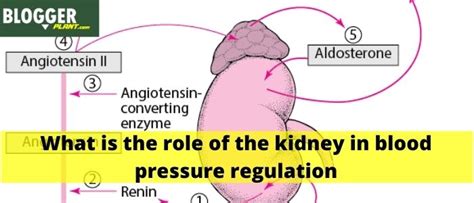 What Is The Role Of The Kidney In Blood Pressure Regulation
