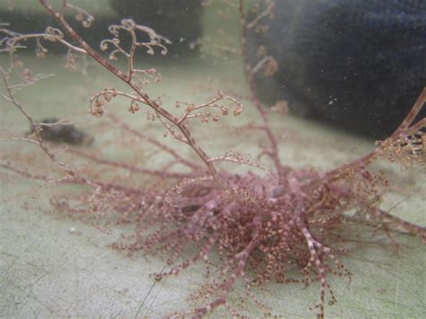 Basket Star Florida Keys Marine Life