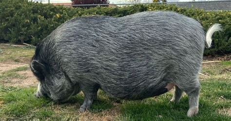 What You Need To Know Before Getting A Mini Pig Pet Pig Pal