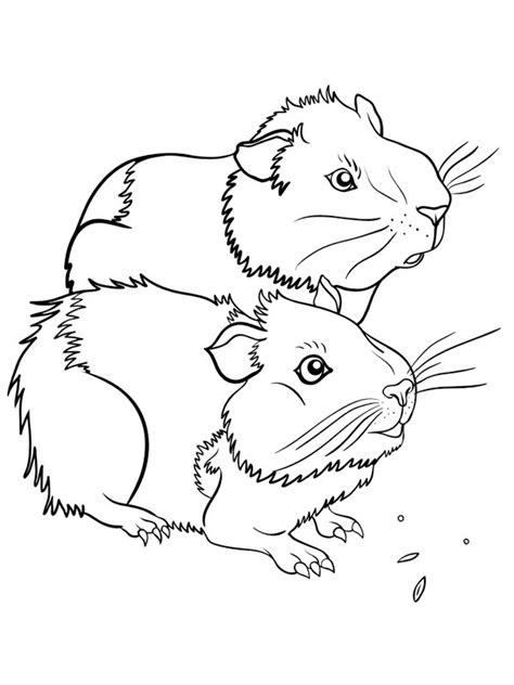 If you have a great love for guinea pigs, if you have one, or just really really want one, we have the next best thing… you can color them! colouring page two guinea pigs | coloringpage.ca