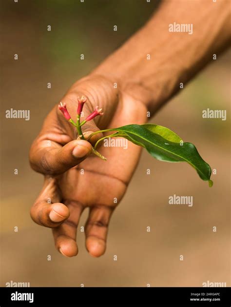 Zanzibar Cloves Are The Aromatic Flower Buds Of A Tree Syzygium