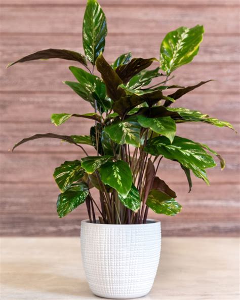 10 Best Indoor Hanging Plants That Make Home Look Beautiful Thatwowgarden