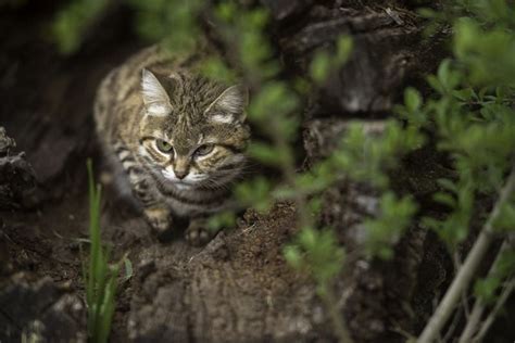 This Adorable Cat Is The Deadliest In The World Critter Culture