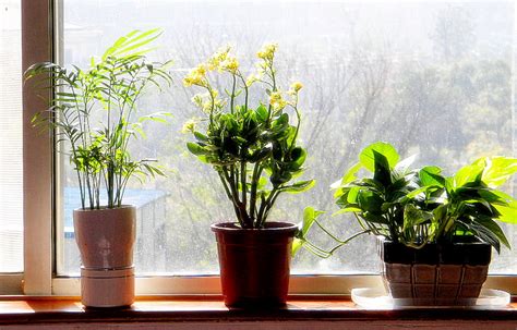 The practice of feng shui also referred to as chinese geomancy, originated in ancient china, but it has since trickled into many other parts of the world, including becoming very popular in the united states of america. Feng Shui Q & A : Plants In The Bedroom | The Tao of Dana
