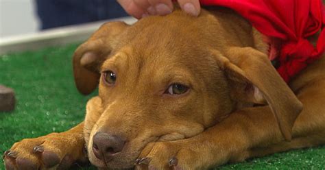 Pet Parade Sweet Paws Rescue Cbs Boston