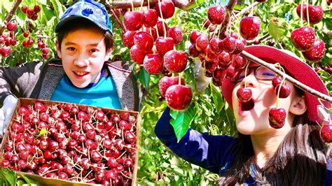 Picking Cherries Best Cherry Farm In Mosier Oregon Youtube