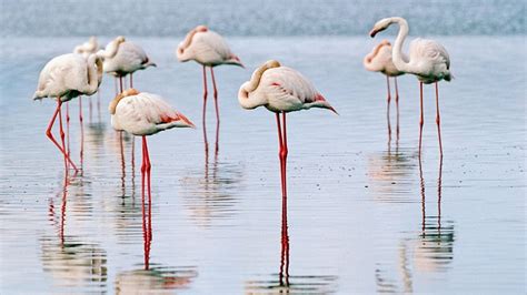 Beautiful Flamingos Birds Flamingos Legs Animals Hd Wallpaper Peakpx