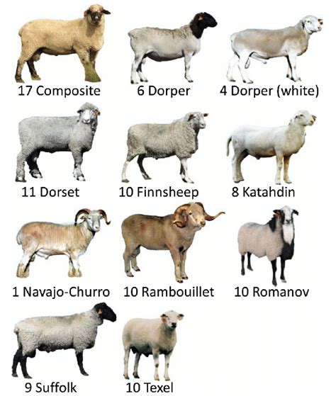 Usmarc Sheep Diversity Panel Version 24 This Group Of 96 Rams Was