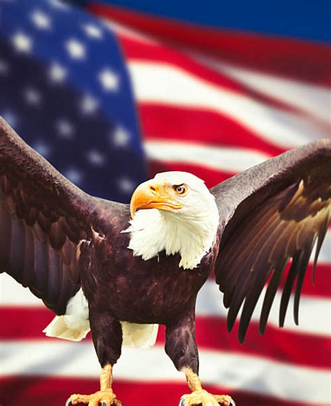 Royalty Free American Flag With Eagle Pictures Images And Stock Photos