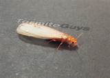 Flying Termite Pics Images