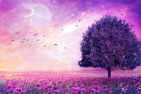 Purple Wallpaper ·① Download Free Stunning Full Hd Wallpapers For