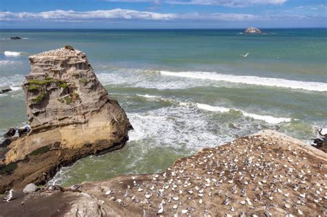 Gannet Colony At Muriwai Beach New Zealand Stock Photo Image Of