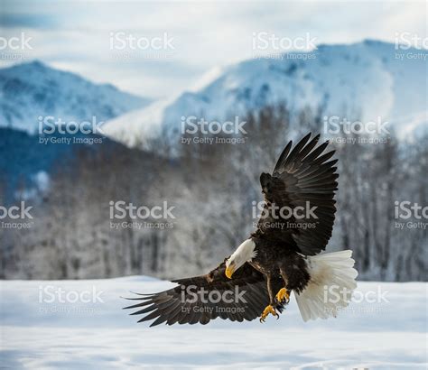 Bald Eagle Royalty Free Stock Photo Bald Eagle Haliaeetus