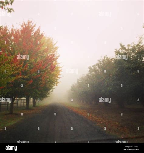 Foggy Country Road Stock Photo Alamy