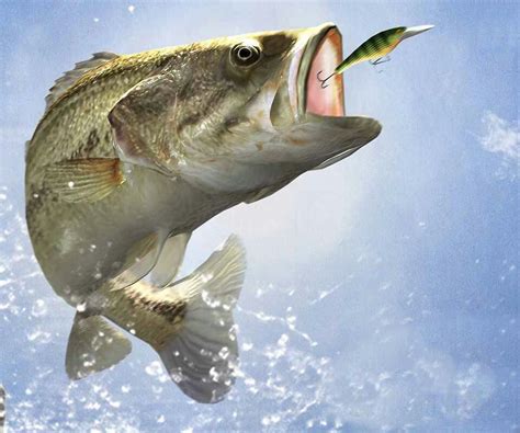 Check spelling or type a new query. bass fishing | Fondo de pantalla de peces, Pescado relleno ...