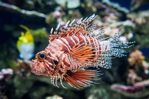 Beware Of Poisonous Fish In Saltwater Aquariums