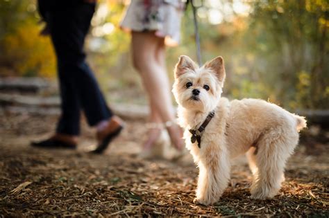 See These 6 Dog Photoshoot Ideas And Tips For Better Pictures