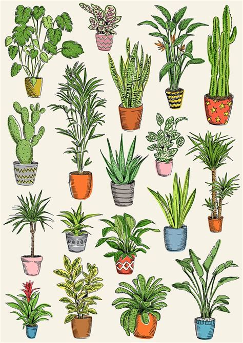 House Plants Cactus Illustration Botanical Illustration Scientific