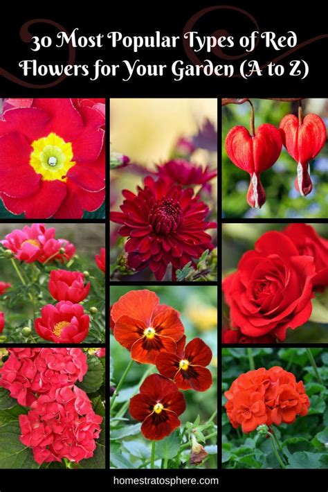 30 Most Popular Types Of Red Flowers 2023 List A To Z Photos And Info