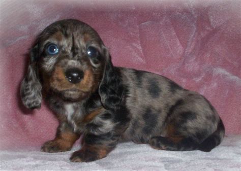 Brindle Dachshund Puppies Picture Dog Breeders Guide