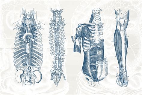 Vintage Anatomy Diagrams