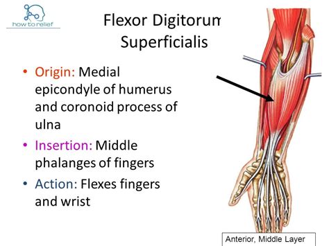 Flexor Digitorum Superficialis Origin Insertion Nerve Supply
