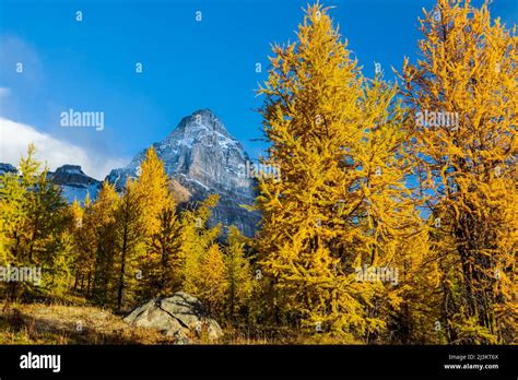 Golden Larch Trees In Larch Valley In Banff National Park Alberta