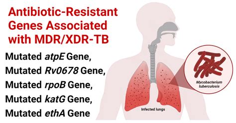 antibiotic resistance genes in mdr xdr tuberculosis tb