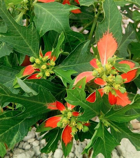 Wild Poinsettia Fire On The Mountain Euphorbia Cyathophora 10 Seeds