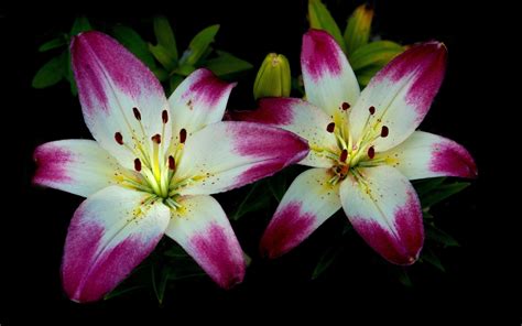 Close Up Lilies Flowers Nature Coolwallpapersme