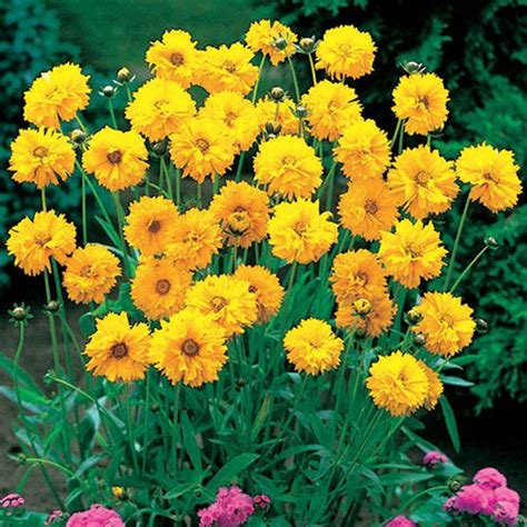 Everything you always wanted to know. Tickseed - Our Plants - Kaw Valley Greenhouses