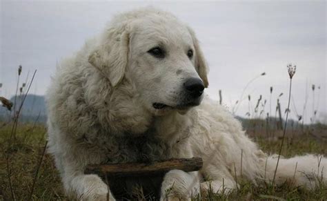 Kuvasz Dog Breed Information And Temperament Petmoo