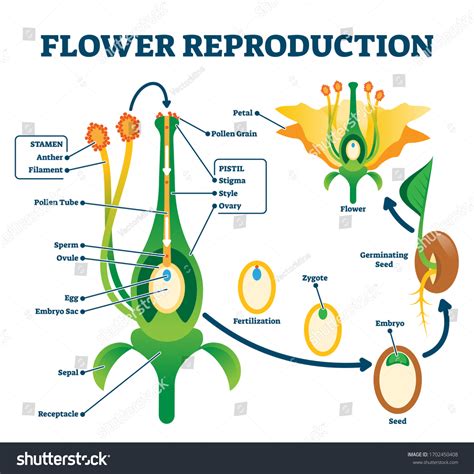 Flower Reproduction Vector Illustration Labeled Process Stok Vektör Telifsiz 1702450408