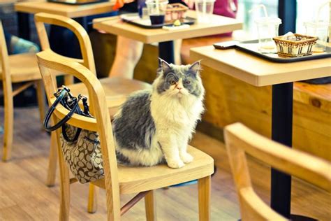 Lady Dinah’s Cat Emporium, Shoreditch | London’s cat café | CN Traveller