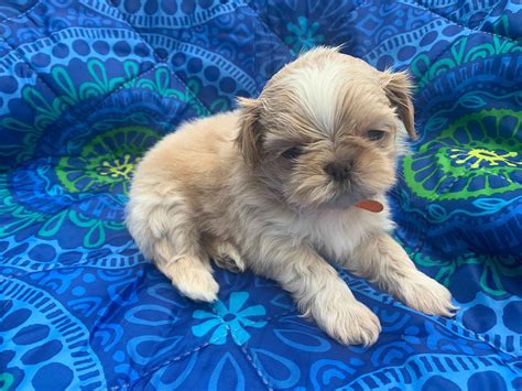 Molly B S Shih Tzus Shih Tzu Puppies For Sale In Paintsville KY