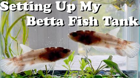 Check spelling or type a new query. Setting Up My Betta Fish Tank - YouTube