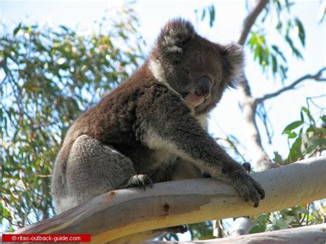 Unique Australian Animals An Introduction To Australian Wildlife