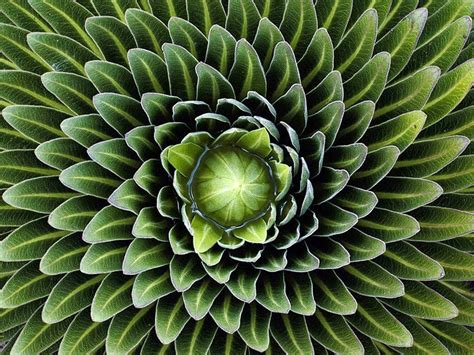 35 Breathtaking Examples Of Patterns In Nature