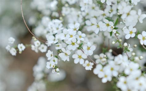 White Blossoms 4 Wallpaper Flower Wallpapers 27310