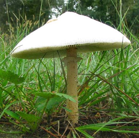 Poisonous Mushrooms In Kentucky All Mushroom Info