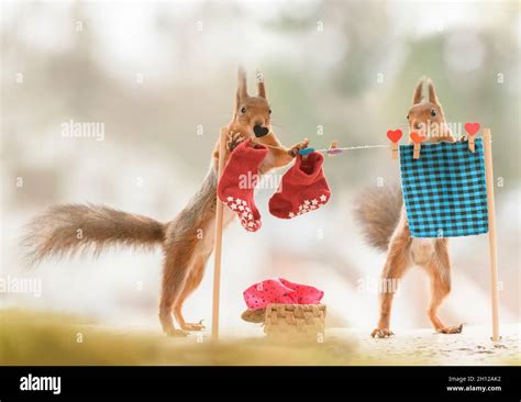 Red Squirrels Are Standing With A Cloth Line Stock Photo Alamy