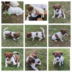 Purebred Crossbred Jack Russell Terrier Puppies For Sale Pups Sale