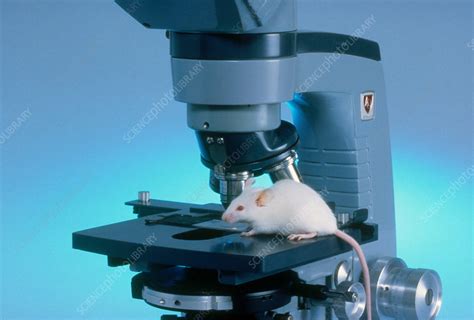 Lab Mouse Stock Image C0075502 Science Photo Library