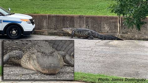 Large Alligator Walking In New Orleans Lakeview Is Euthanized