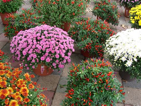 New Utah Gardener Fall Blooming Mums Hardy Colorful And Waterwise