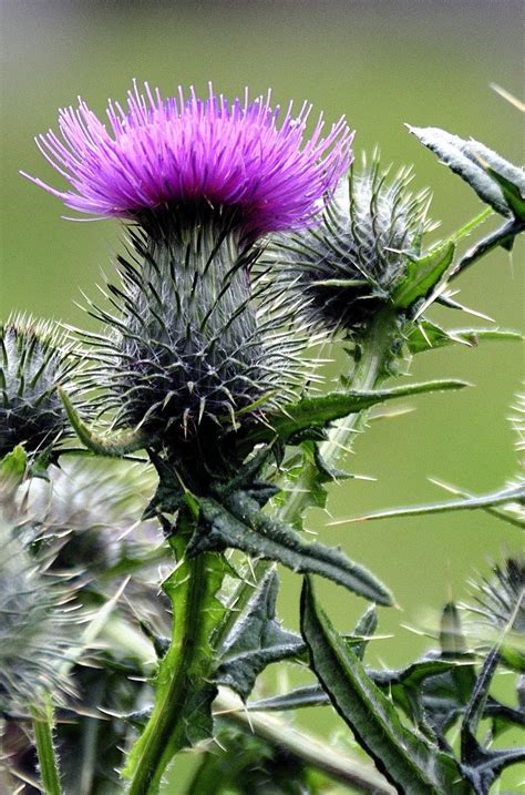 Wild Thistle Flower In 2020 Scottish Flowers Thistle Flower Thistle