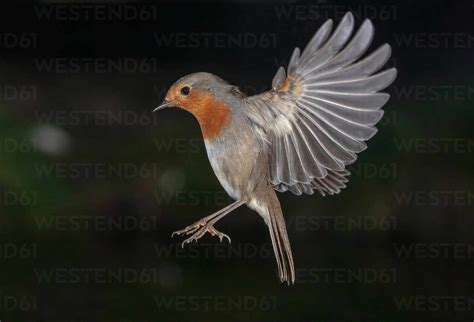 Bird With Spread Wings Flying Over Tree In Woods Stock Photo